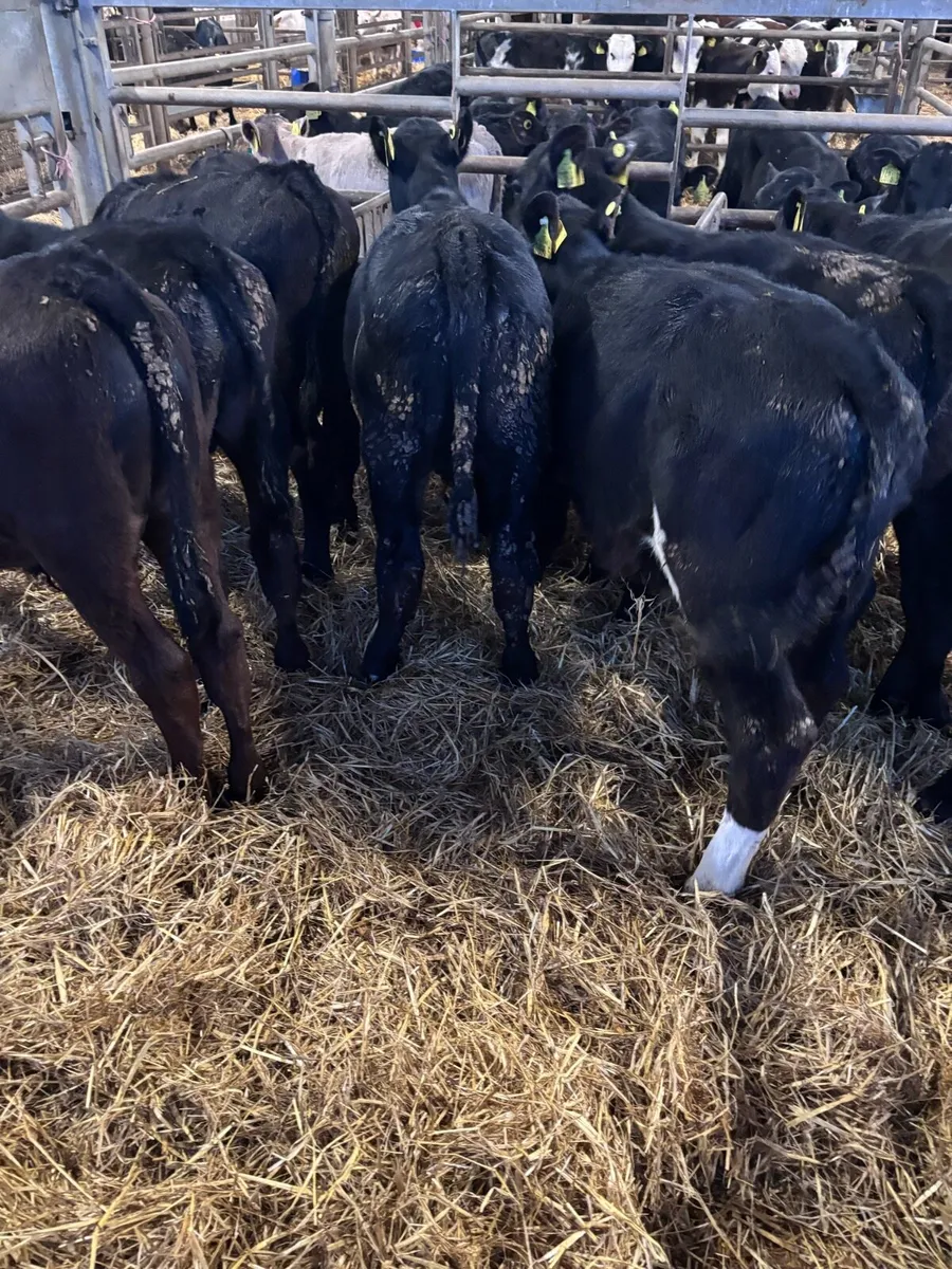 8 Angus bull’s. - Image 1