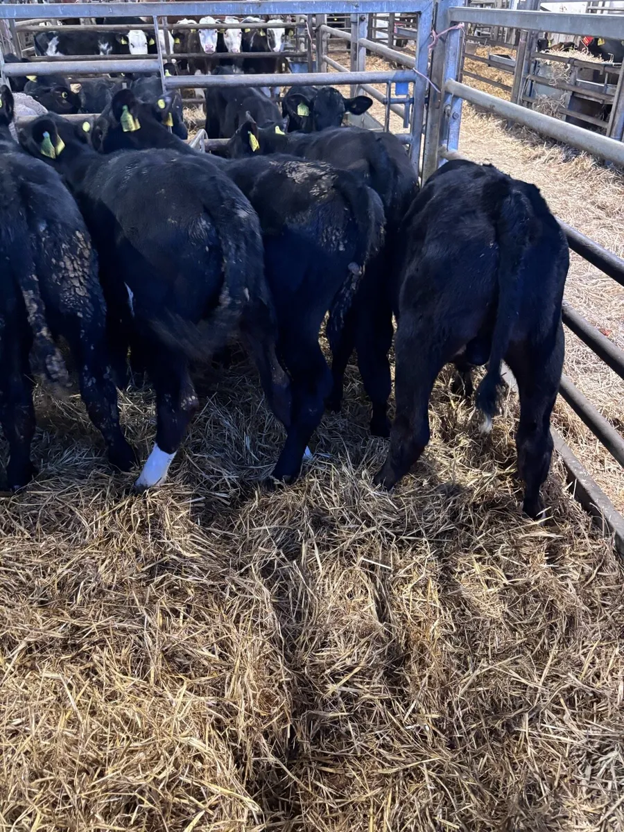 8 Angus bull’s. - Image 2