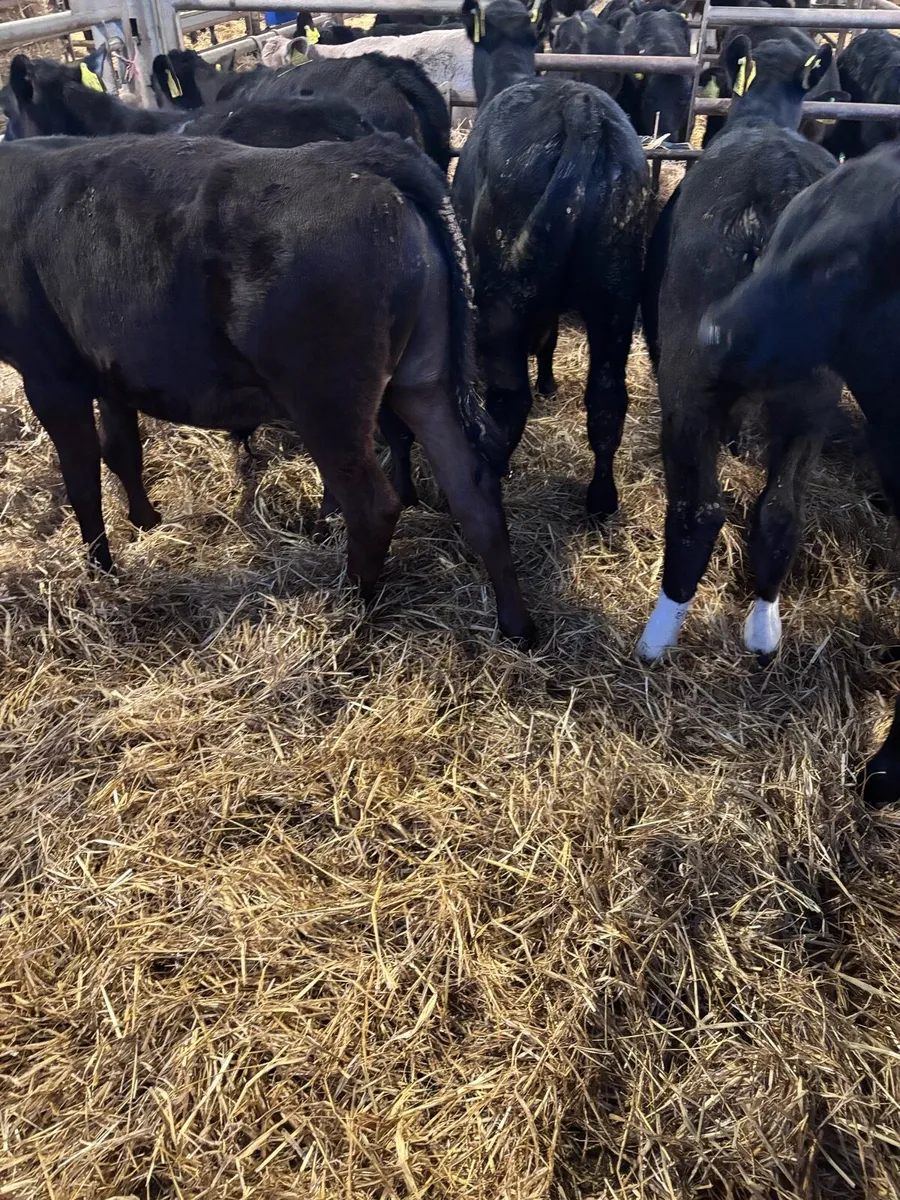 8 Angus bull’s. - Image 3