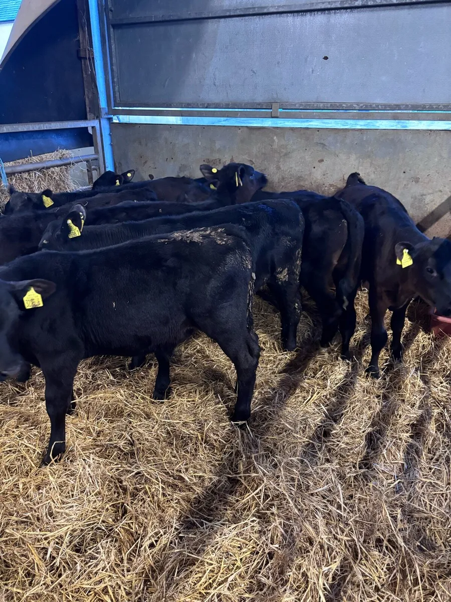 8 Angus bull’s. - Image 4