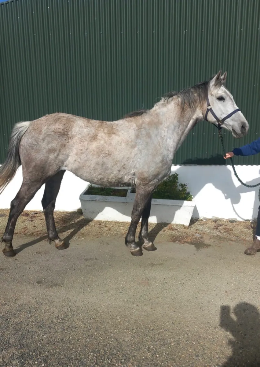 ☘️Clover Brigade mare☘️ - Image 3