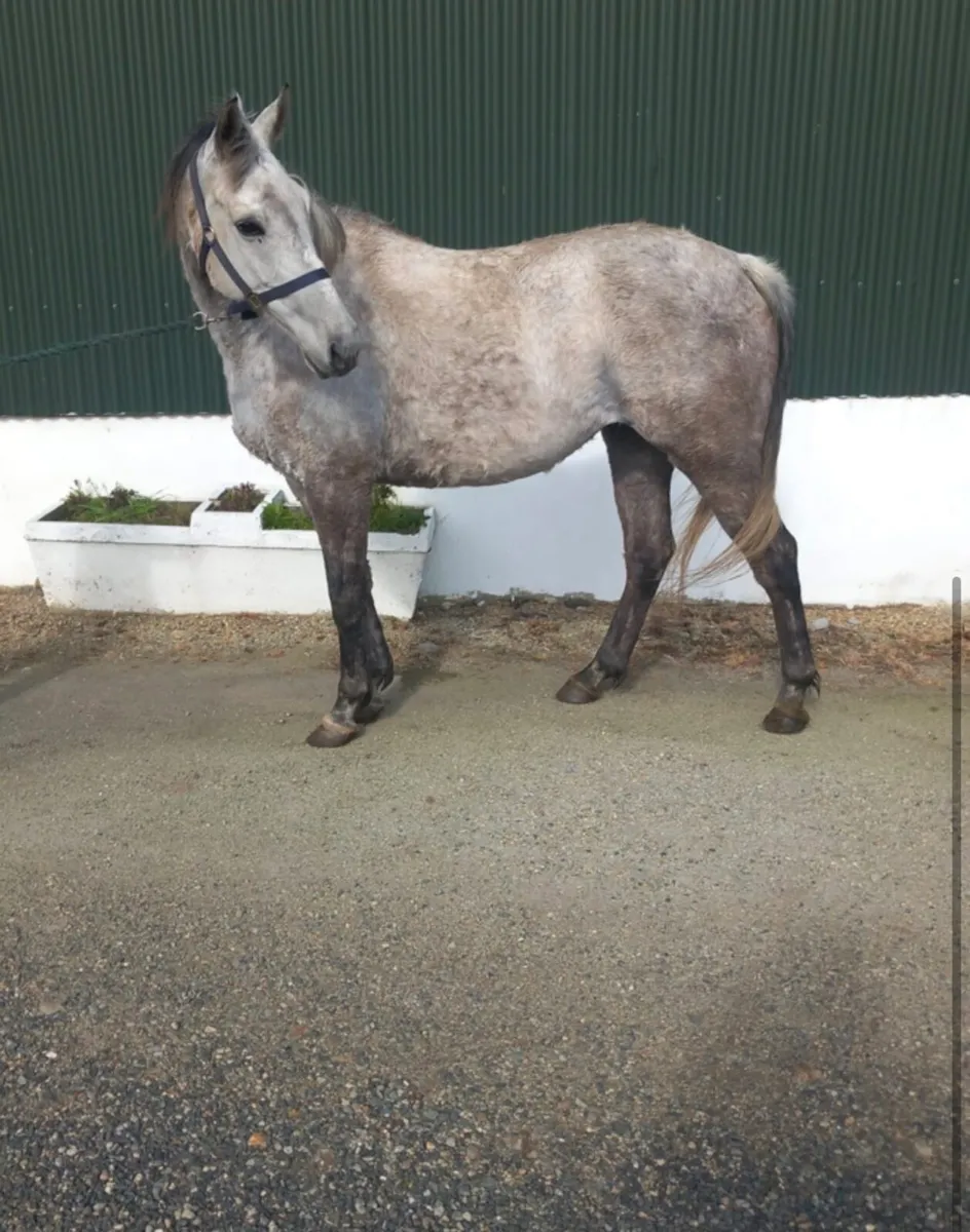 ☘️Clover Brigade mare☘️ - Image 4