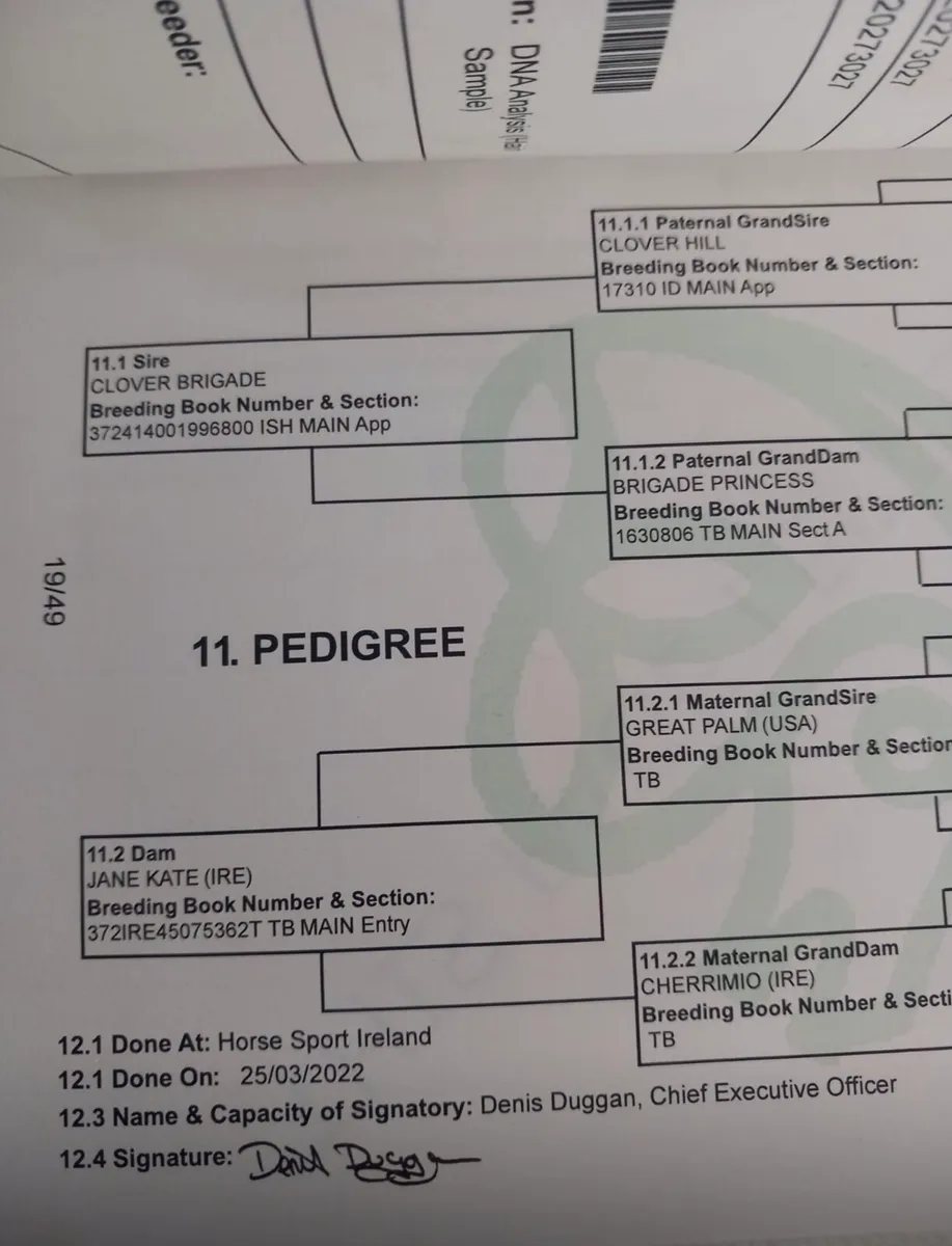 ☘️Clover Brigade mare☘️ - Image 1