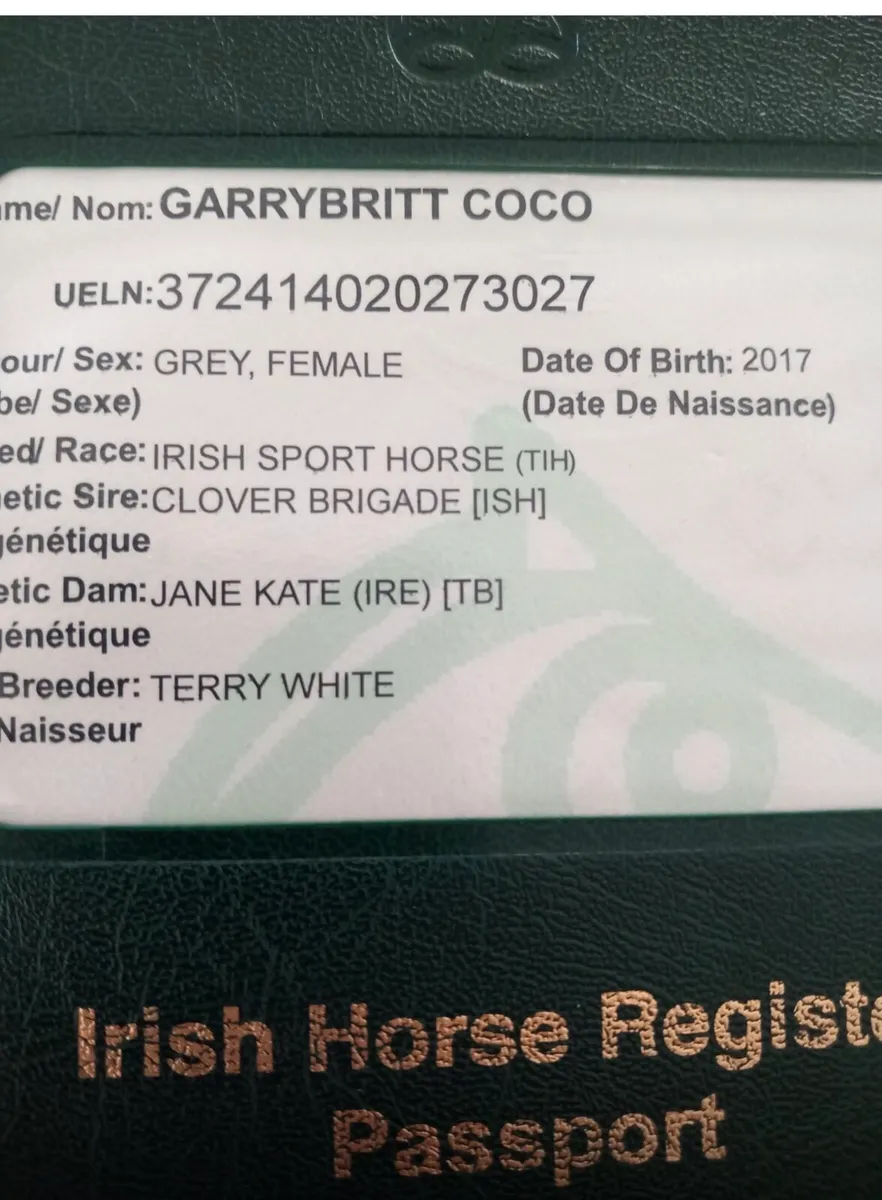 ☘️Clover Brigade mare☘️ - Image 2