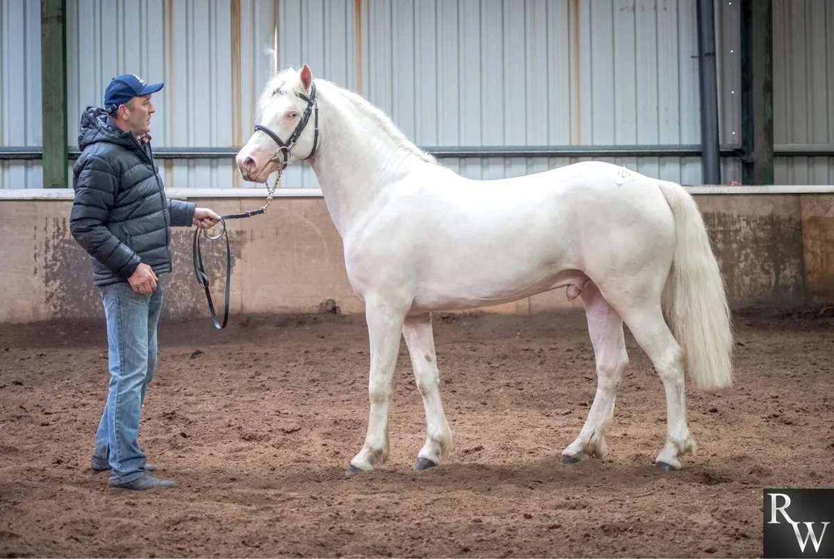 Class 1 Connemara for stud - Image 1