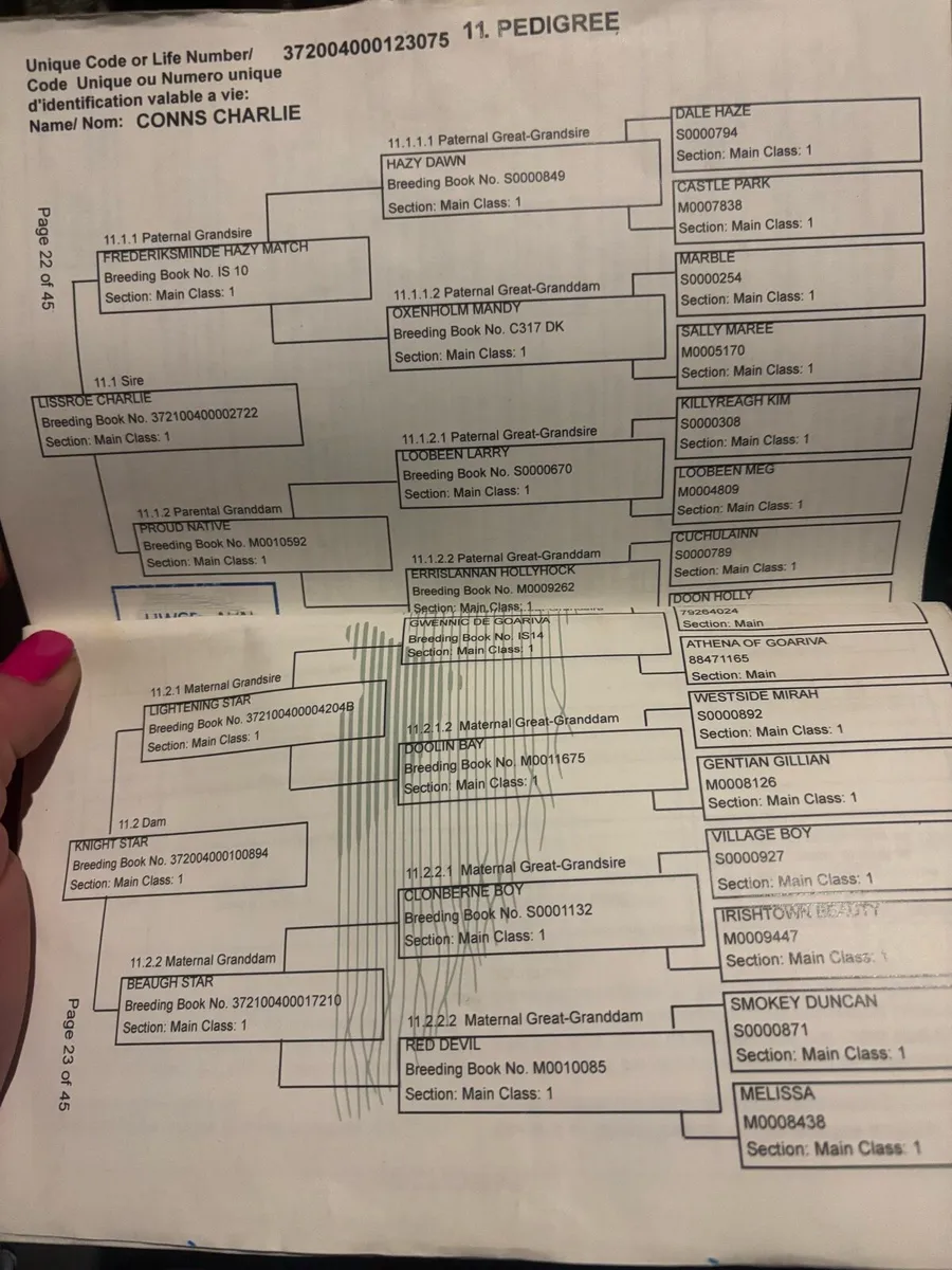 Class 1 Connemara for stud - Image 2