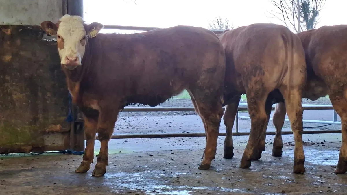 3 super u grade lmx breeding heifer's - Image 2