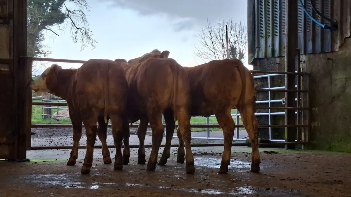 3 super u grade lmx breeding heifer's - Image 3