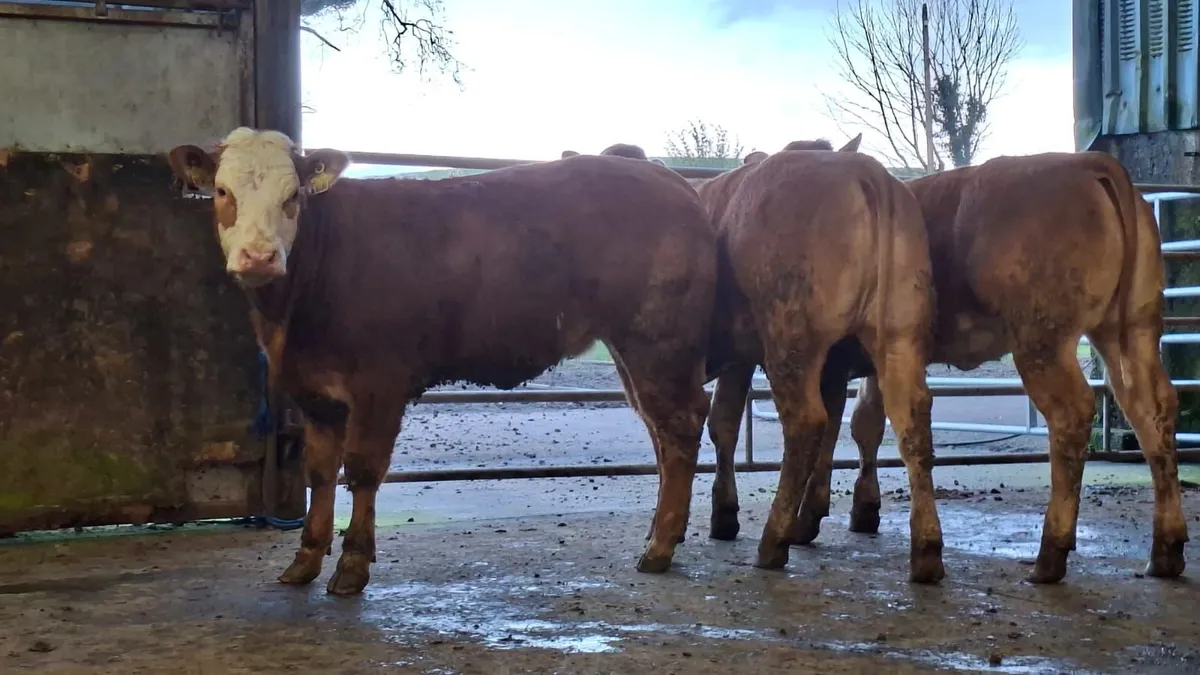 3 super u grade lmx breeding heifer's - Image 4