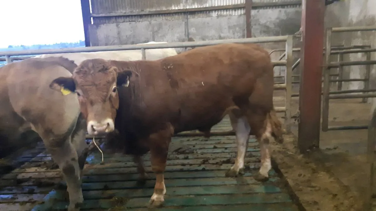 Limousin Bull - Image 1