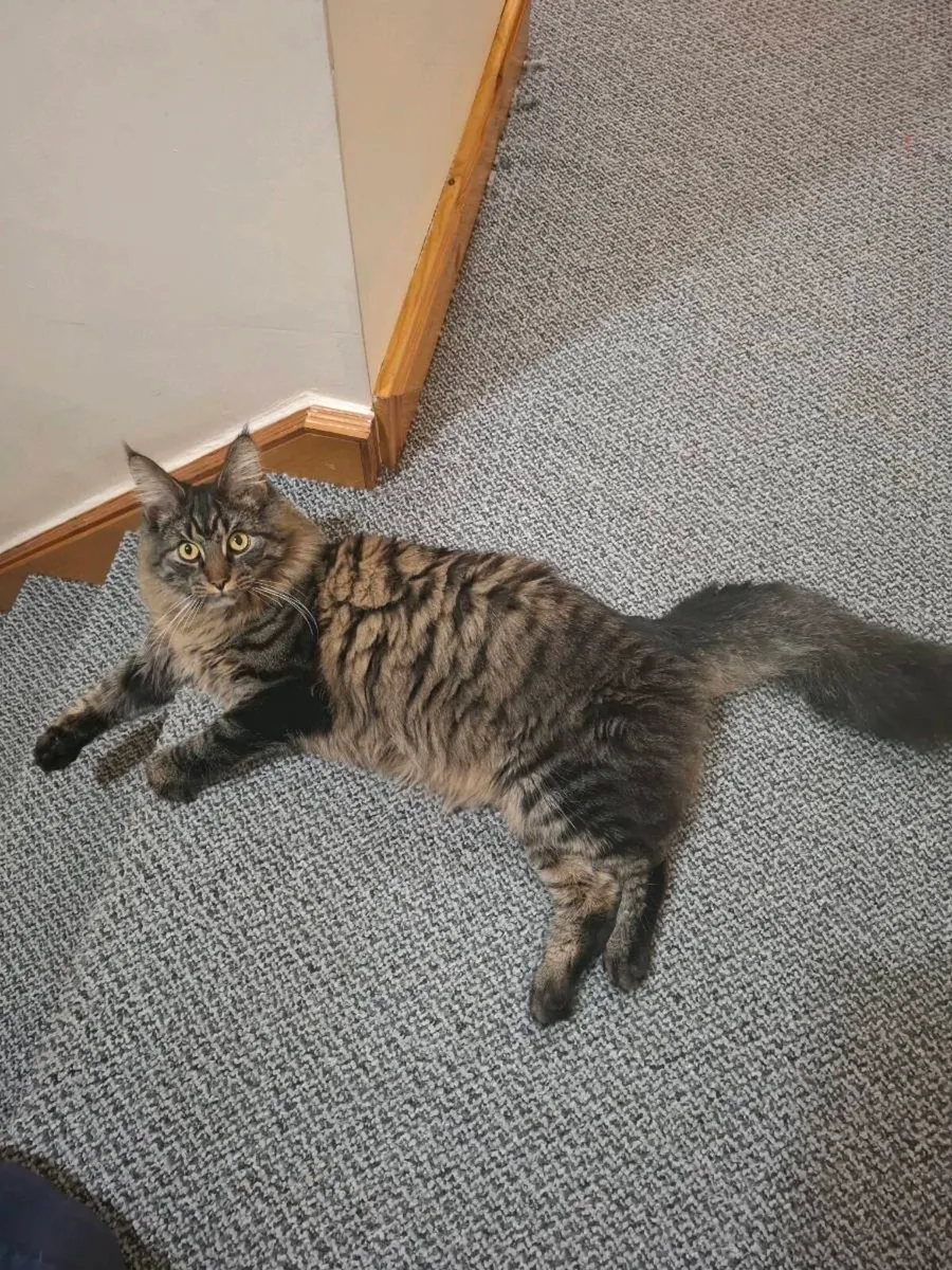 Maine Coon Cat - Image 1