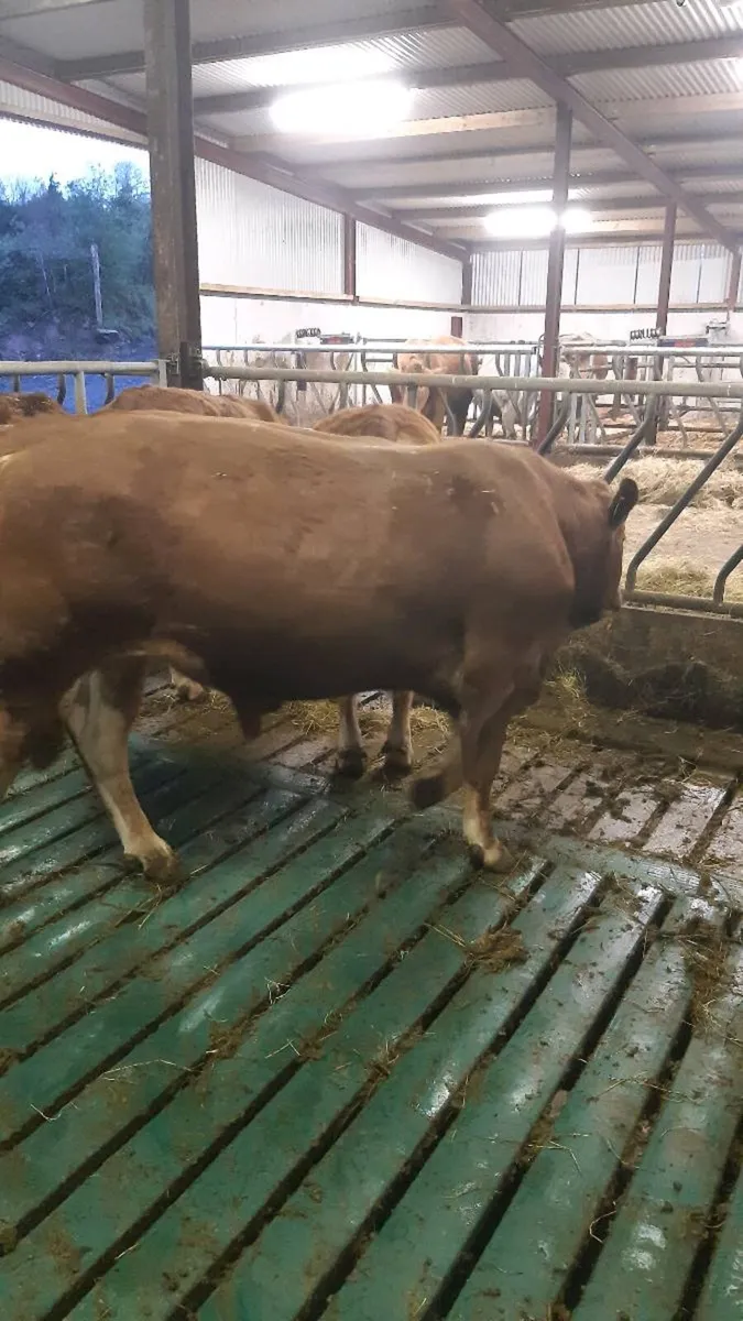 Limousin Bull - Image 2