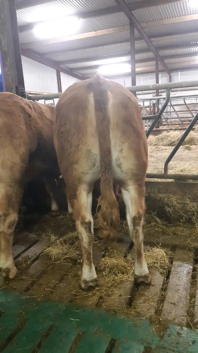 Limousin Bull - Image 3