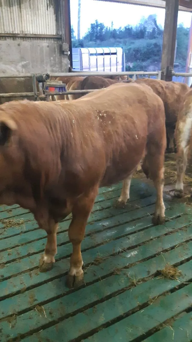 Limousin Bull - Image 4