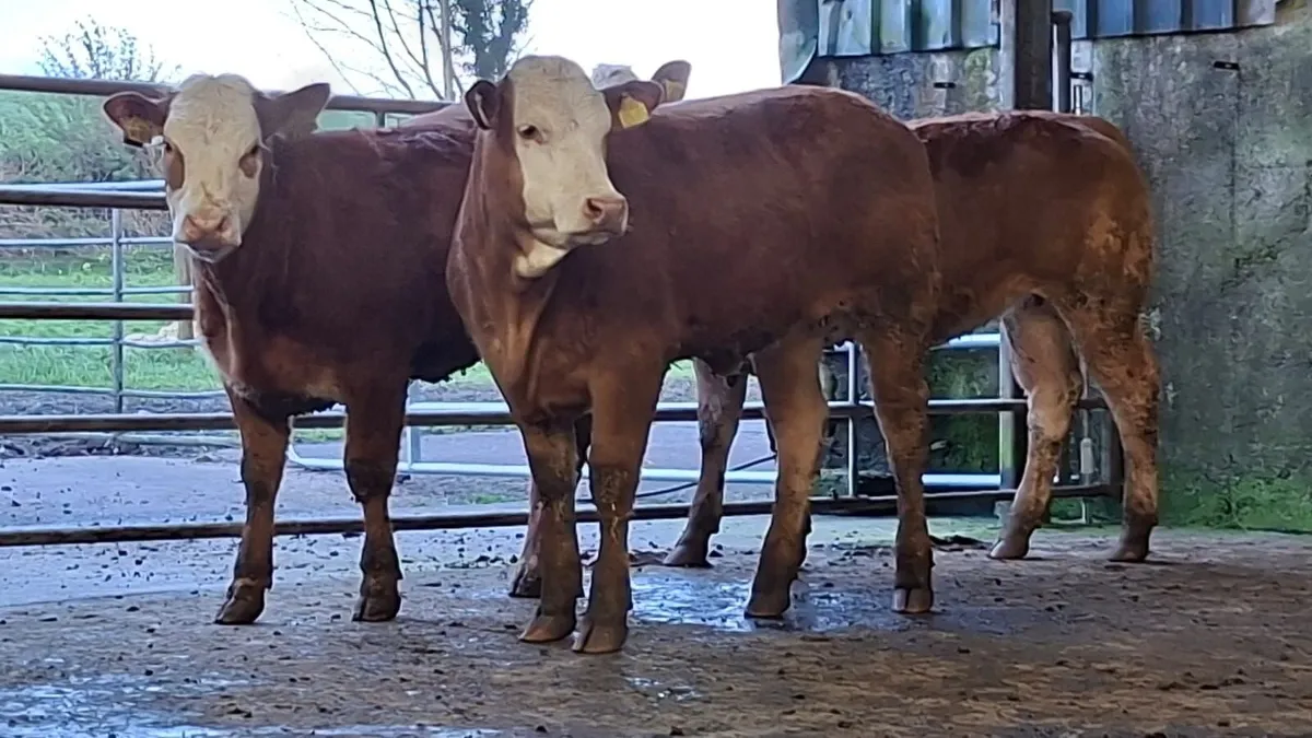 3 super u grade lmx breeding heifer's - Image 1