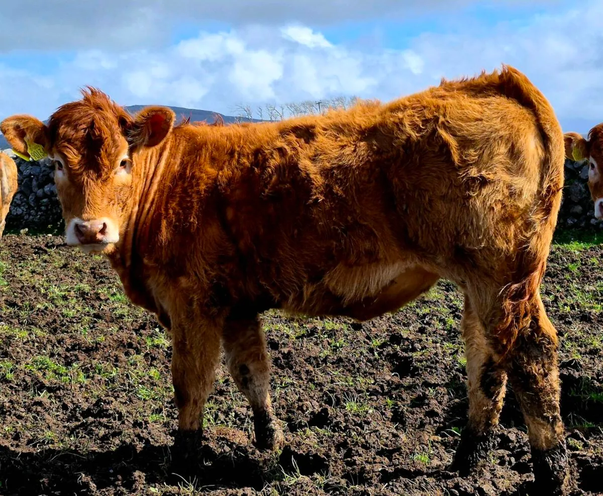 2× Drumline S1185 Pedigree Limousin Maiden Heifers - Image 2