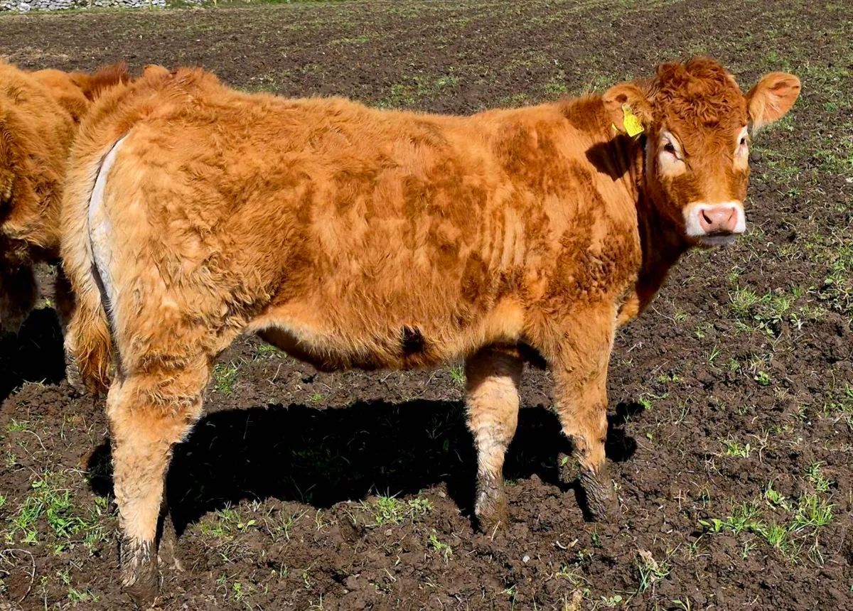 2× Drumline S1185 Pedigree Limousin Maiden Heifers - Image 1