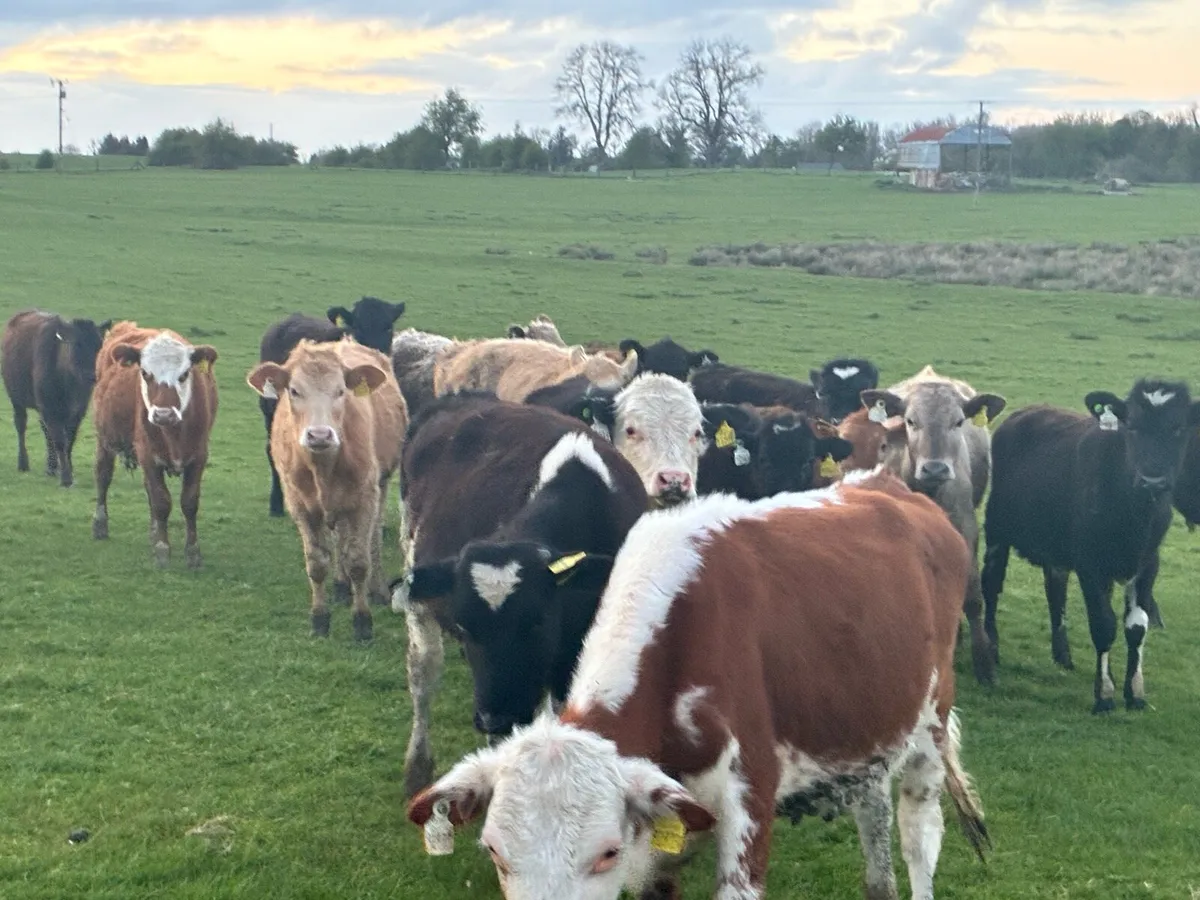 20 yearling cattle for sale out on grass - Image 1