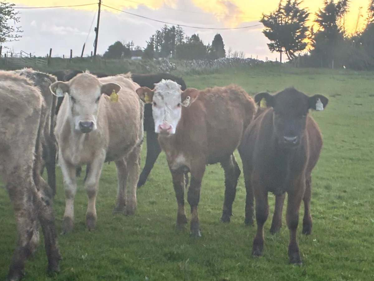 20 yearling cattle for sale out on grass - Image 3