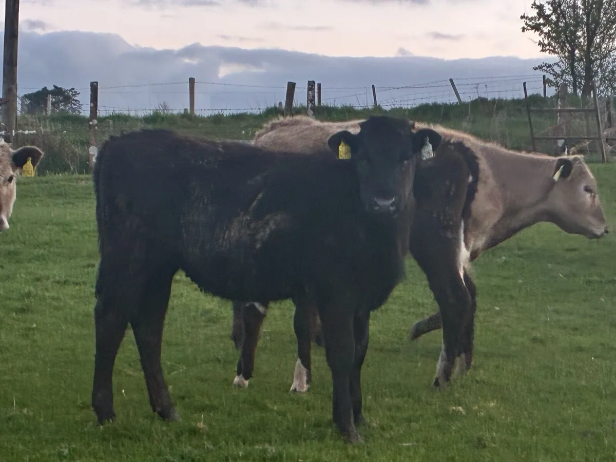 20 yearling cattle for sale out on grass - Image 4