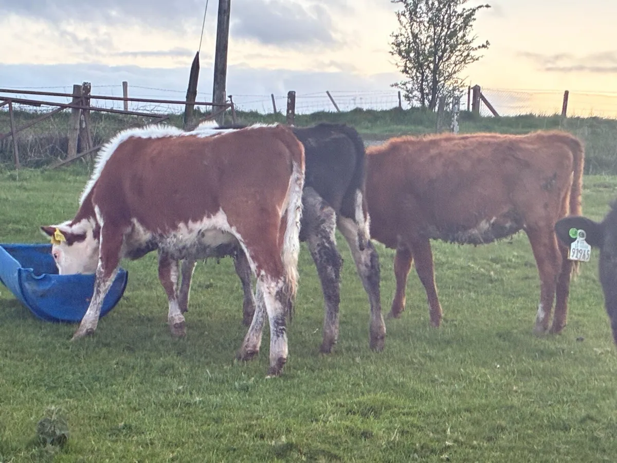 20 yearling cattle for sale out on grass - Image 2