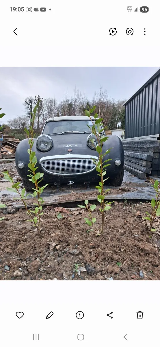 Austin Healey Frogeye Sprite 1960 PRICE DROP - Image 1