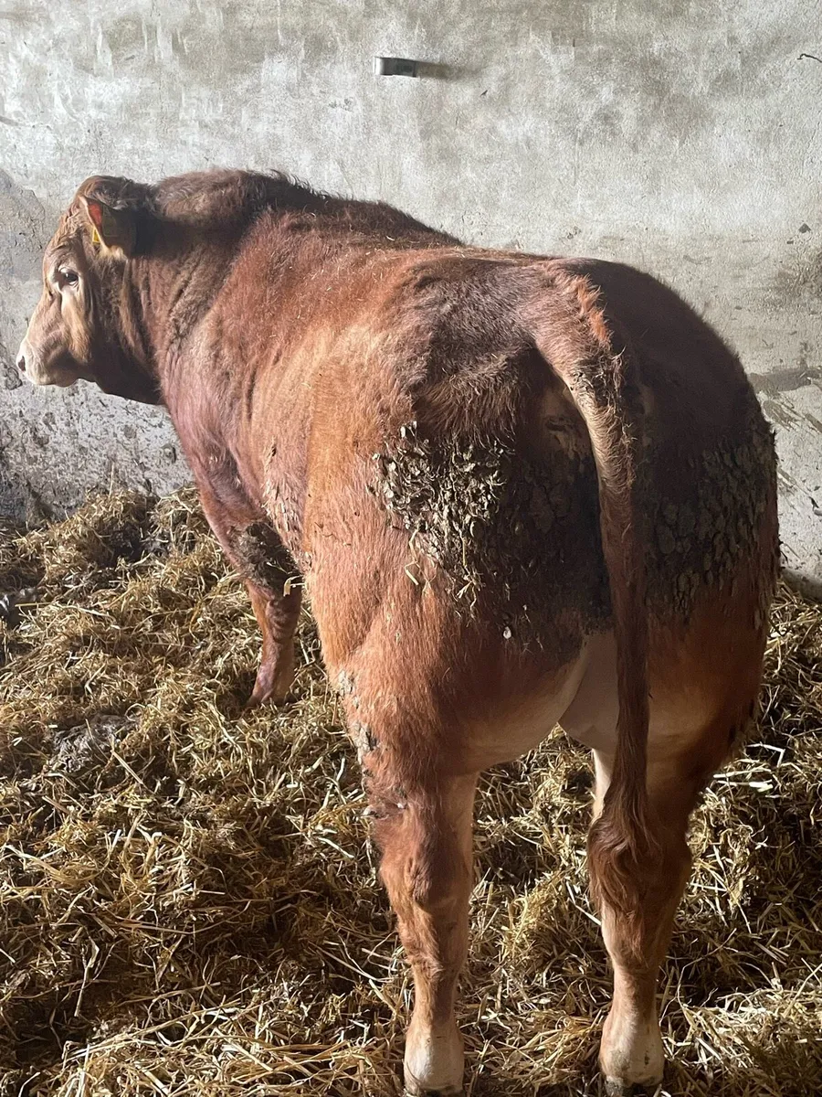 Pedigree registered Limousin Bull - Image 2