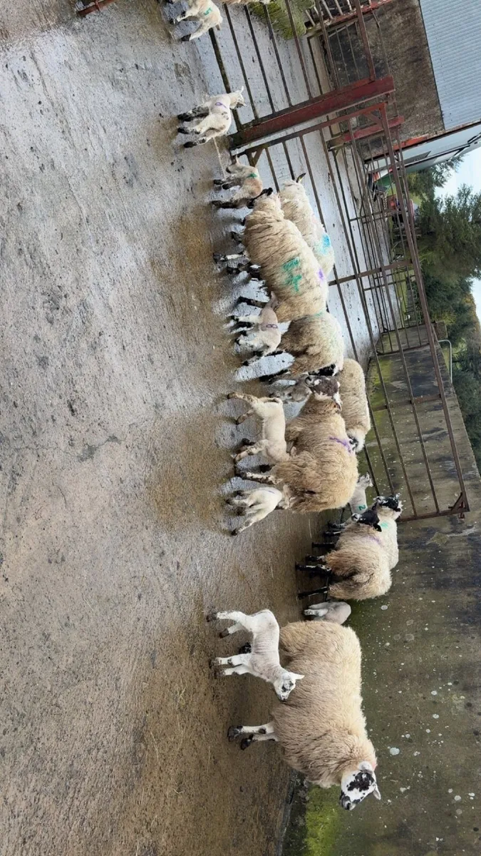mule ewes with lambs at foot - Image 2