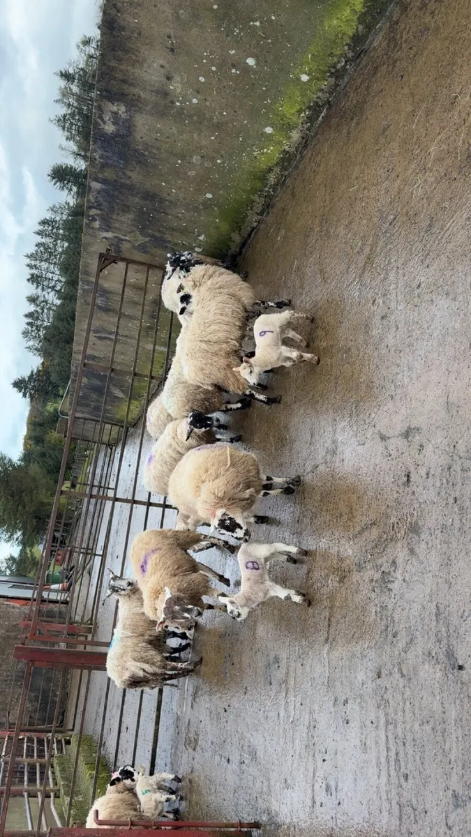mule ewes with lambs at foot - Image 3