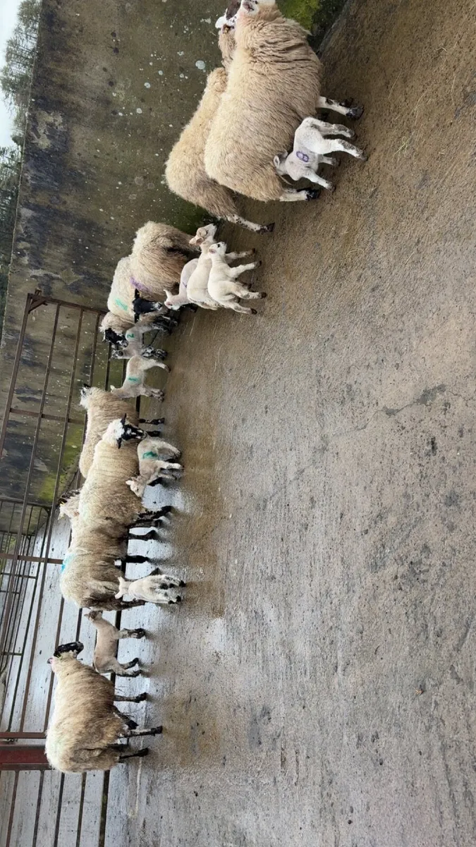 mule ewes with lambs at foot - Image 1
