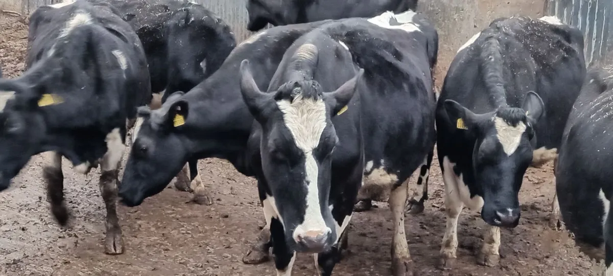 14 fresh calfed  young cows. - Image 1