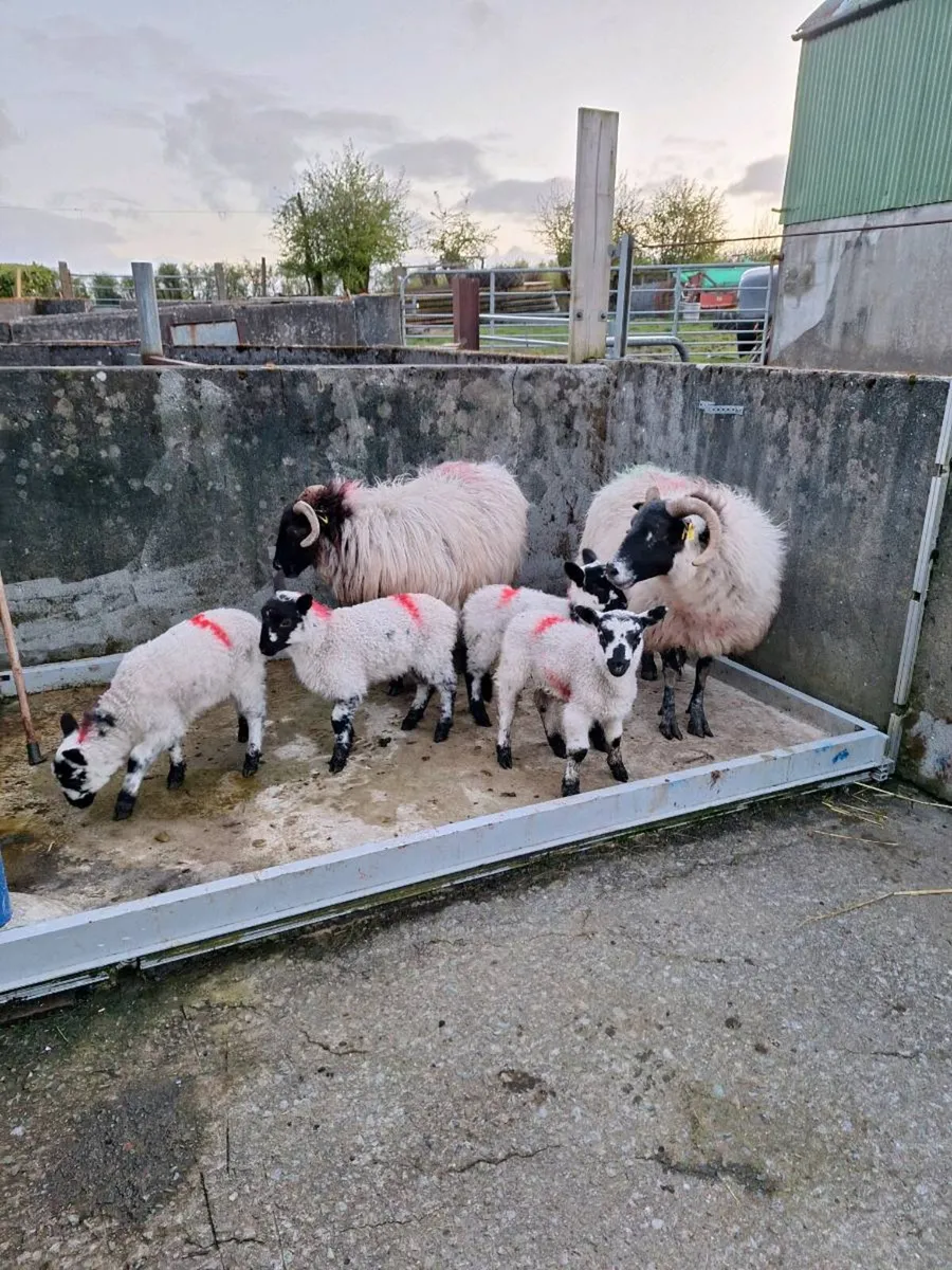 Ewes an lambs - Image 1