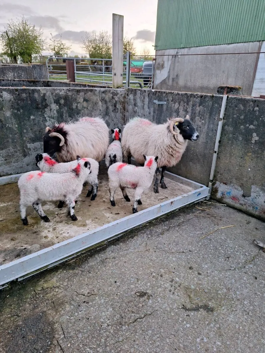 Ewes an lambs - Image 2