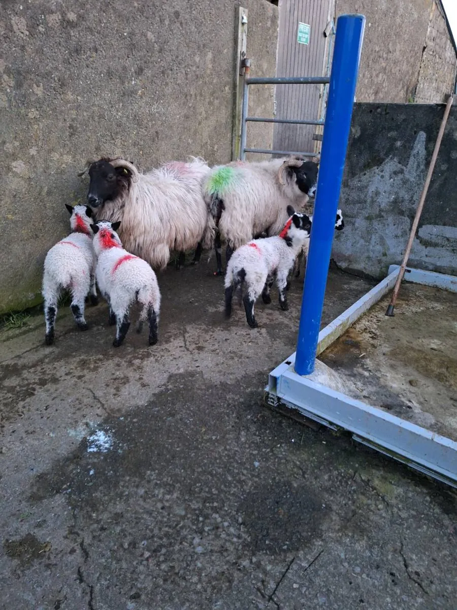 Ewes an lambs - Image 3