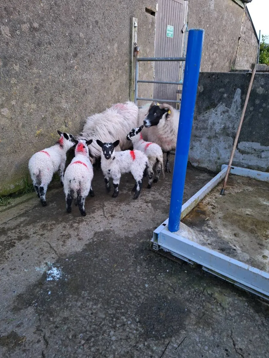 Ewes an lambs - Image 4