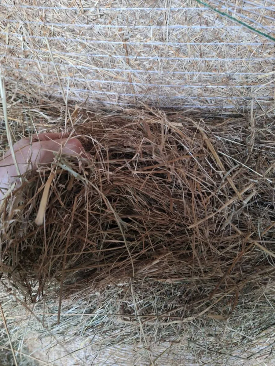 Callow Hay - Image 2