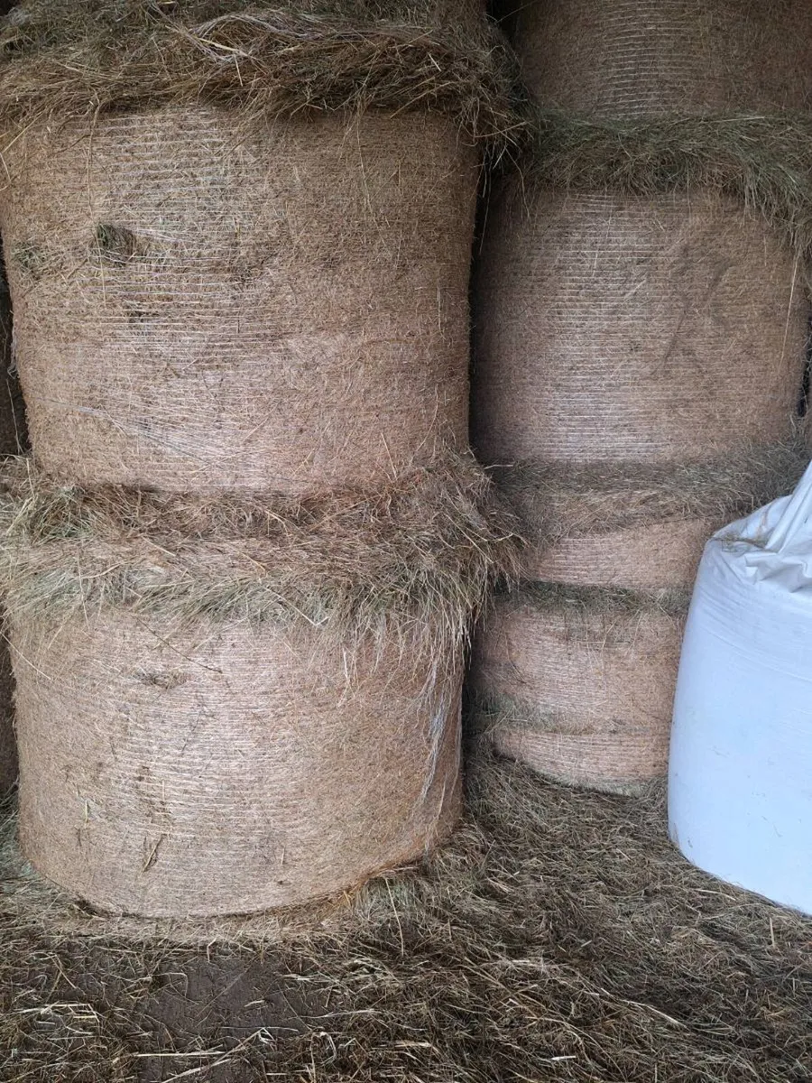 Callow Hay - Image 3