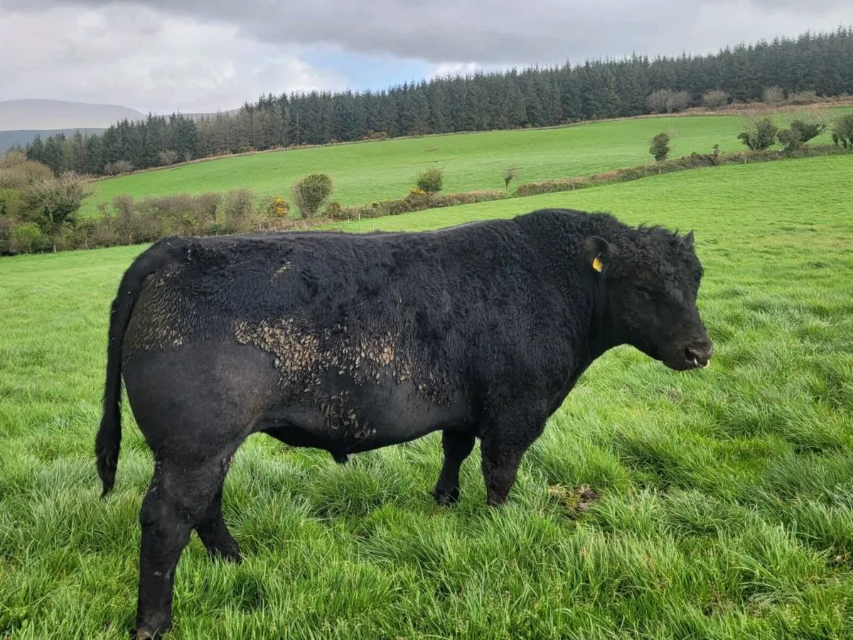 Pbr angus bull - Image 4