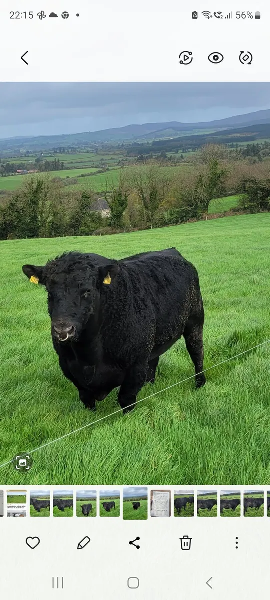 Pbr angus bull - Image 1