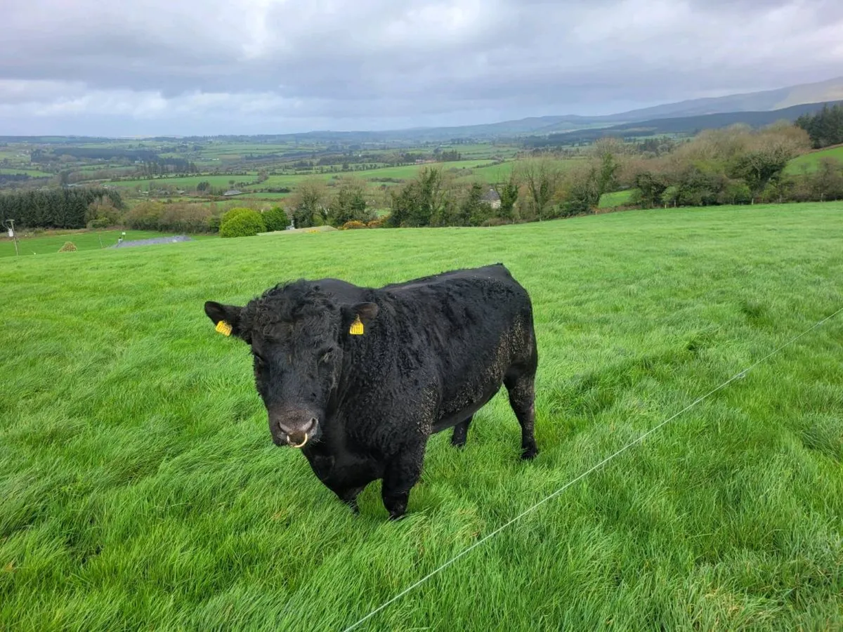 Pbr angus bull - Image 2