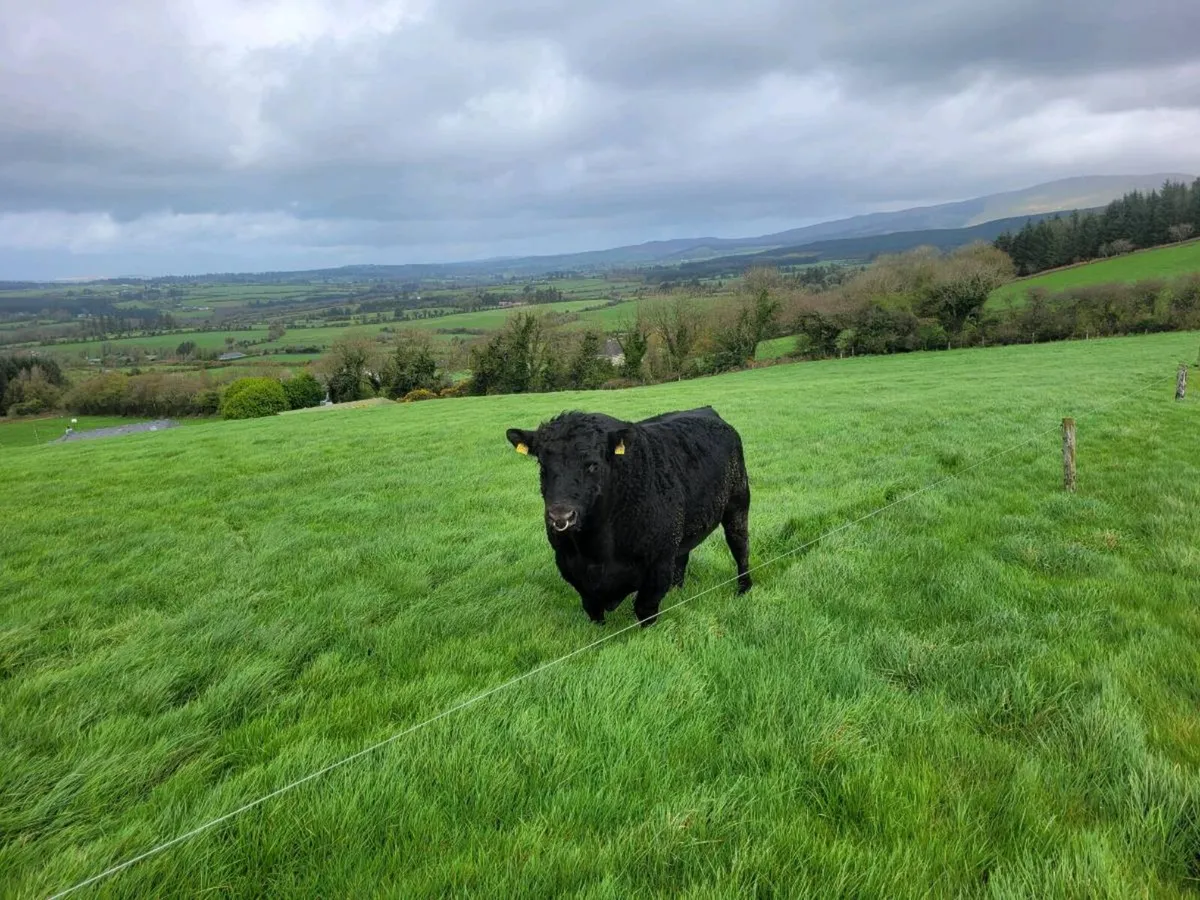 Pbr angus bull - Image 3