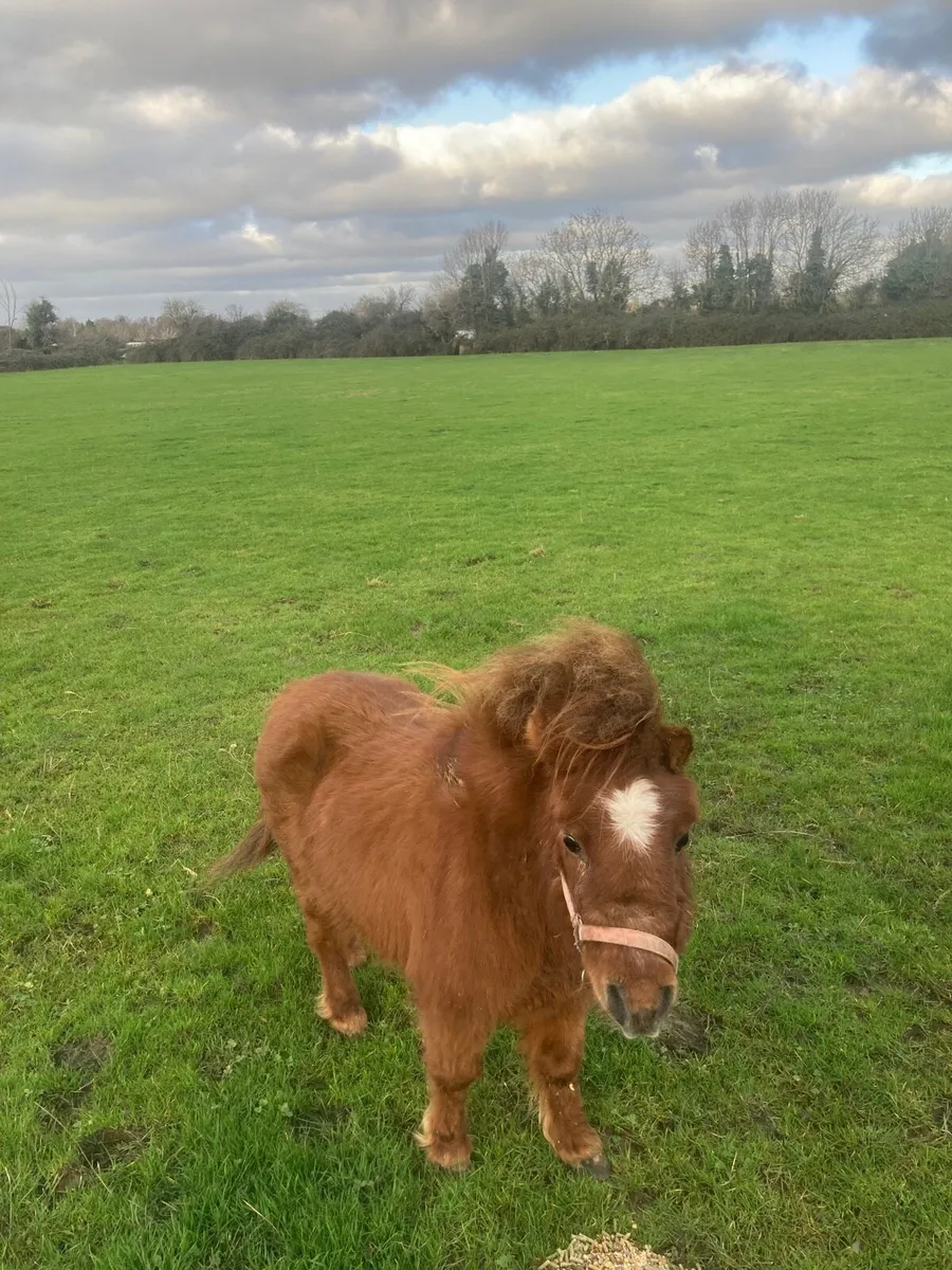 Fela Bella Mare - Image 1