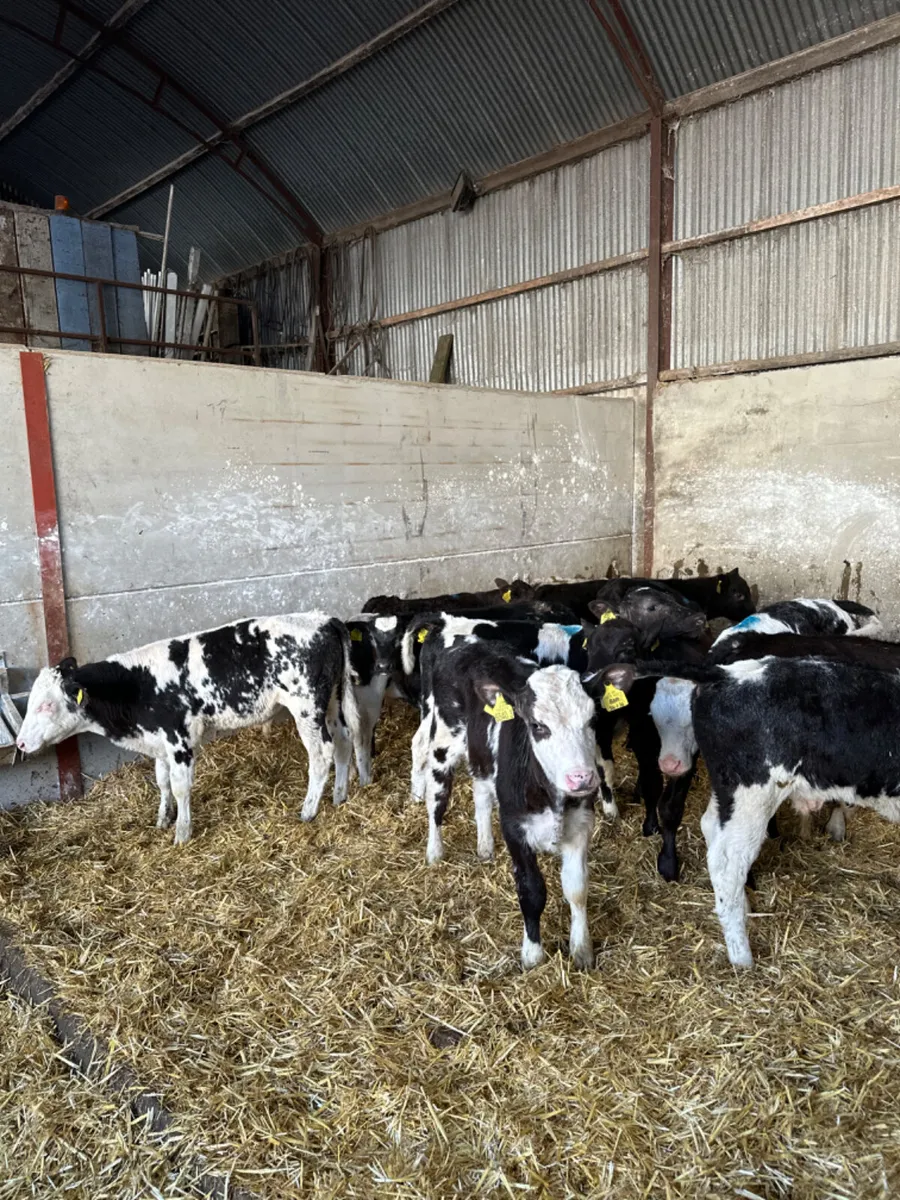 Blue Angus and Charolais bulls - Image 2
