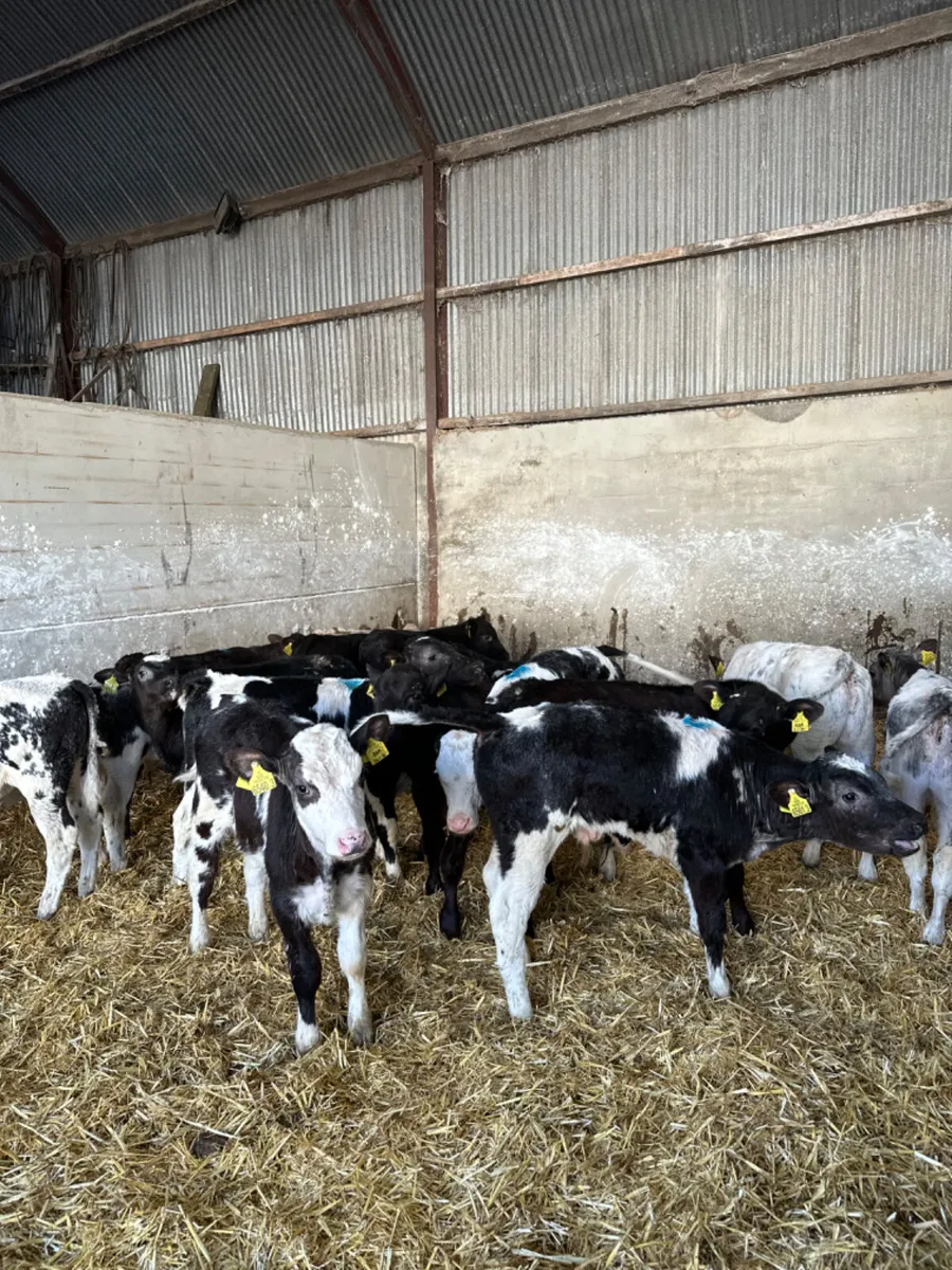 Blue Angus and Charolais bulls - Image 1