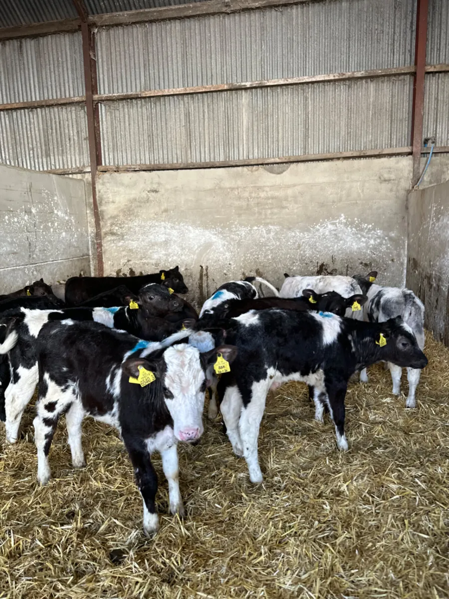 Blue Angus and Charolais bulls - Image 3