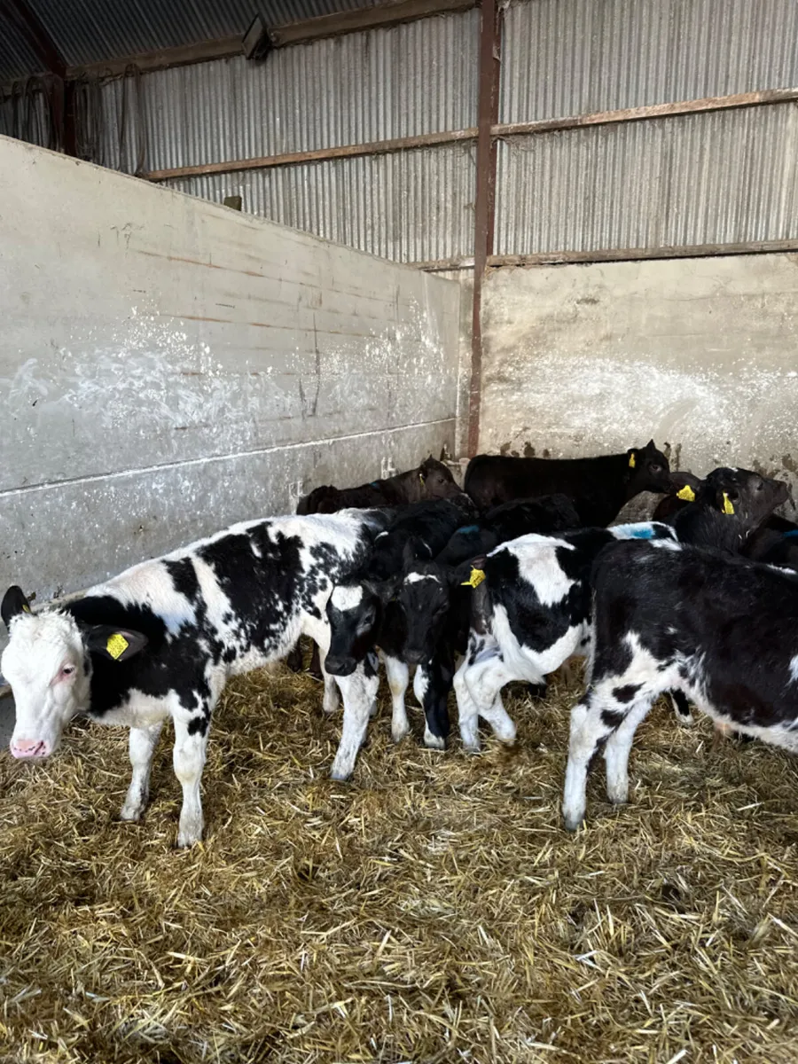 Blue Angus and Charolais bulls - Image 4