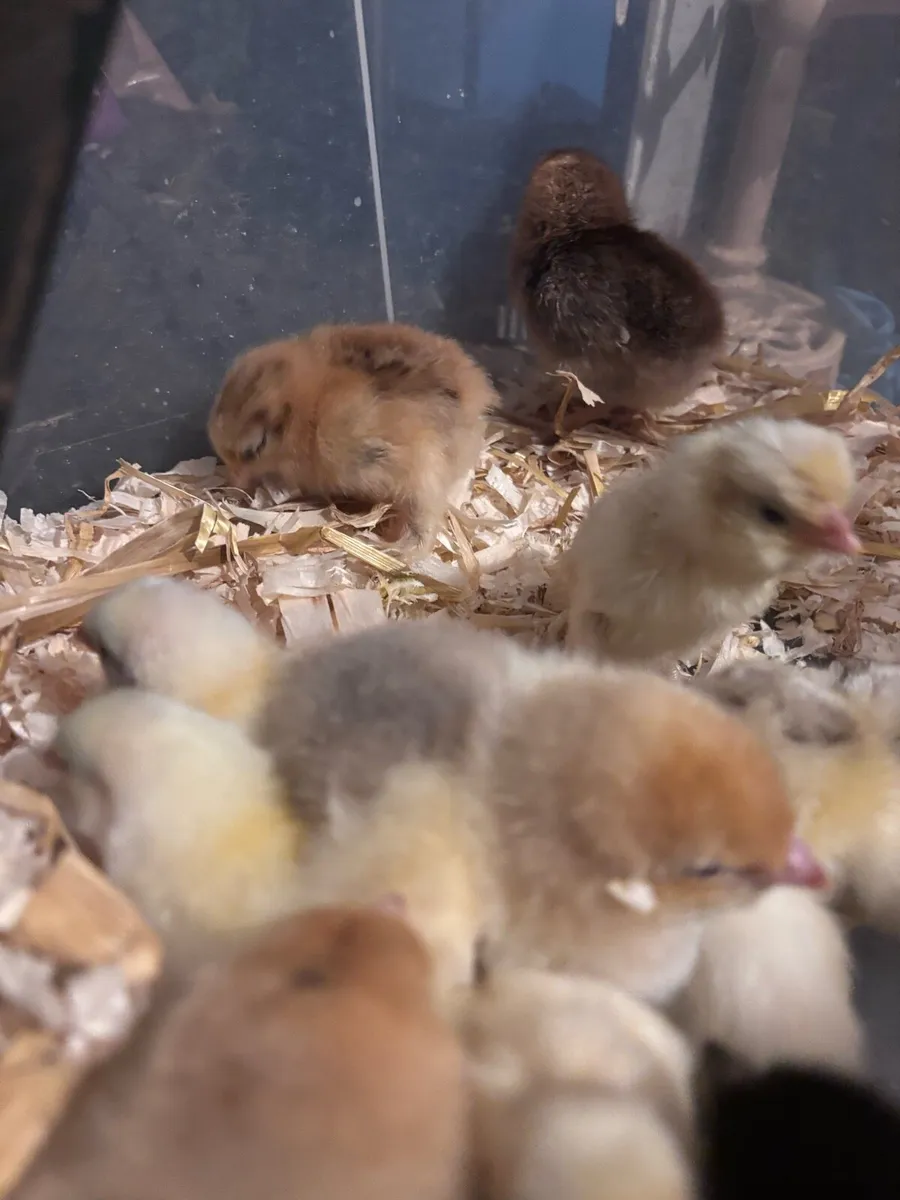 Day old chicks - Image 1