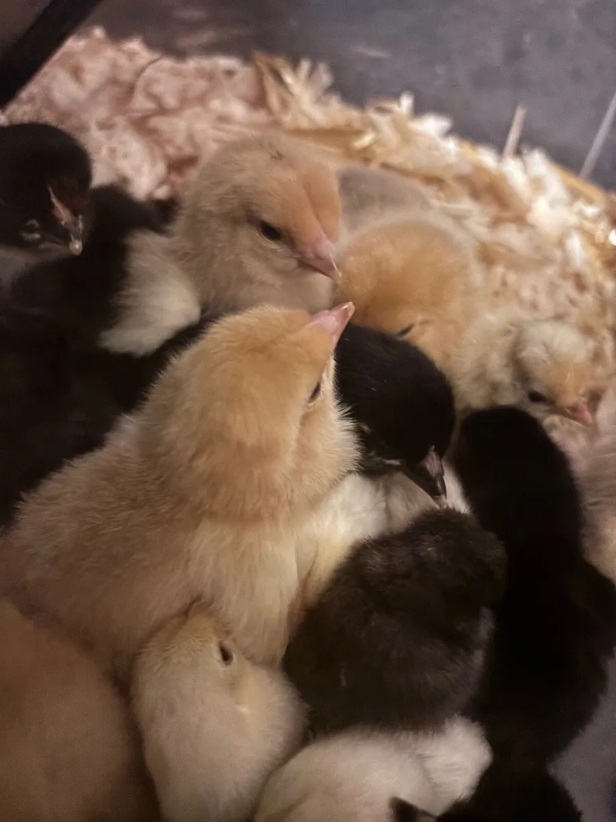 Day old chicks - Image 2