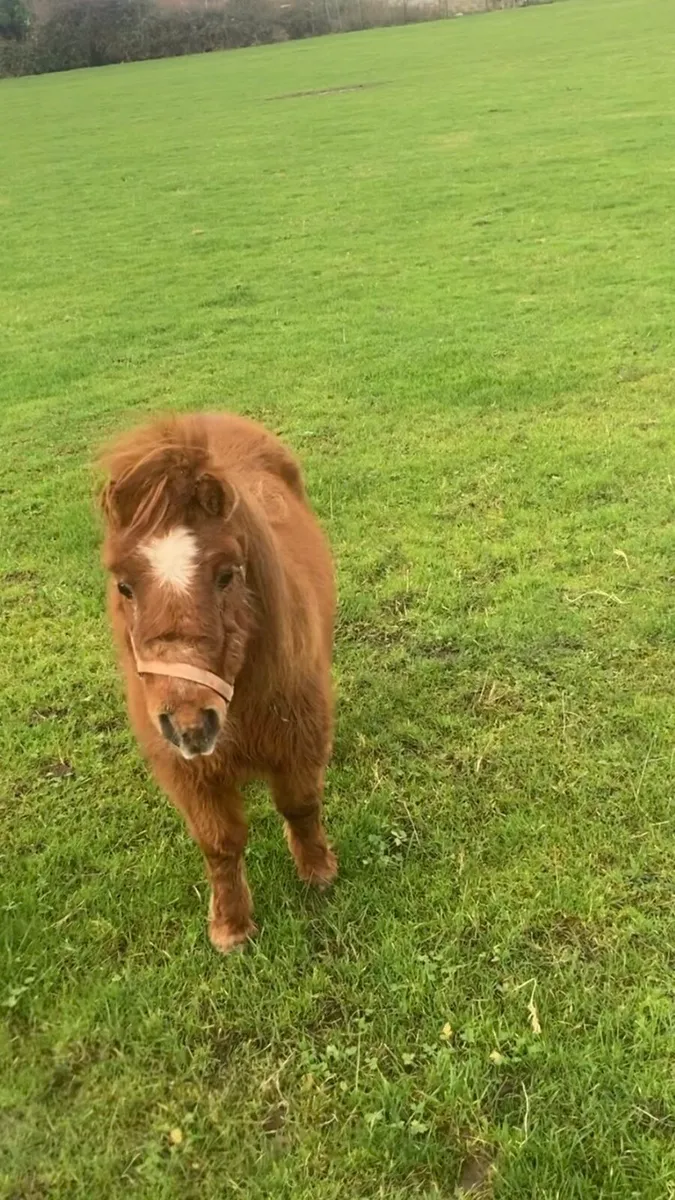 Fela Bella Mare - Image 2