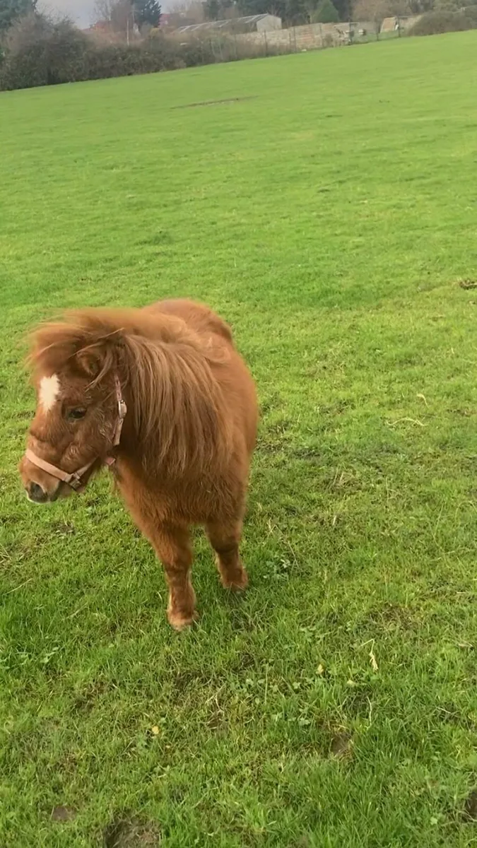 Fela Bella Mare - Image 3